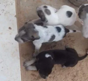 Cachorro raça sem denominação idade Abaixo de 2 meses nome a escolher