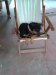 Mirela