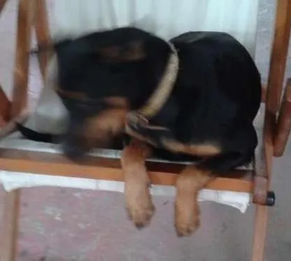 Cachorro ra a Medtica idade 7 a 11 meses nome Mirela