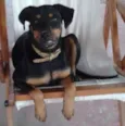 Mirela