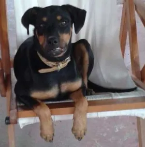 Cachorro raça Medtica idade 7 a 11 meses nome Mirela