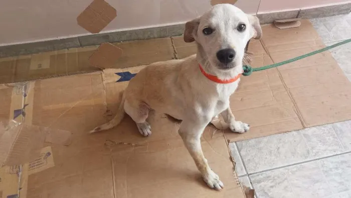 Cachorro ra a SRD idade 2 a 6 meses nome GALEGO