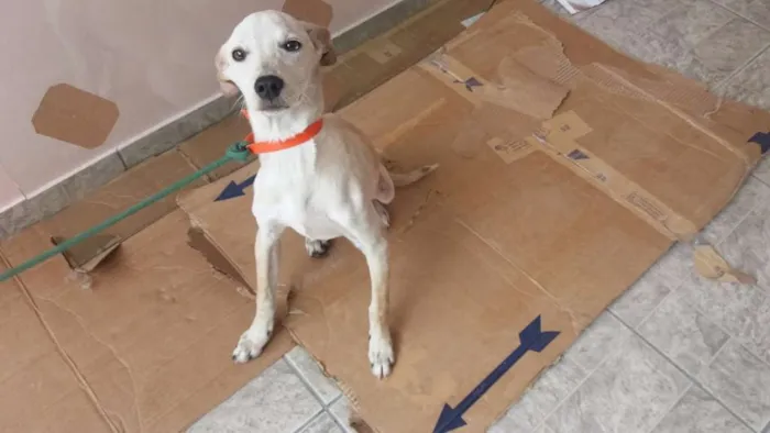 Cachorro ra a SRD idade 2 a 6 meses nome GALEGO