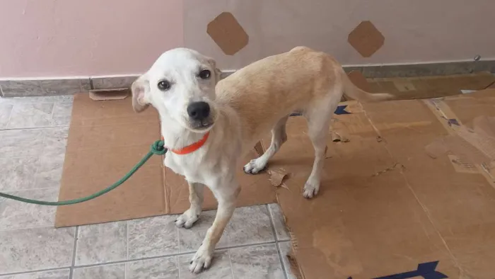 Cachorro ra a SRD idade 2 a 6 meses nome GALEGO