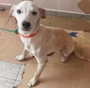 Cachorro raça SRD idade 2 a 6 meses nome GALEGO
