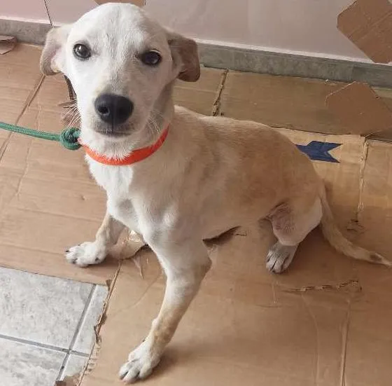 Cachorro ra a SRD idade 2 a 6 meses nome GALEGO