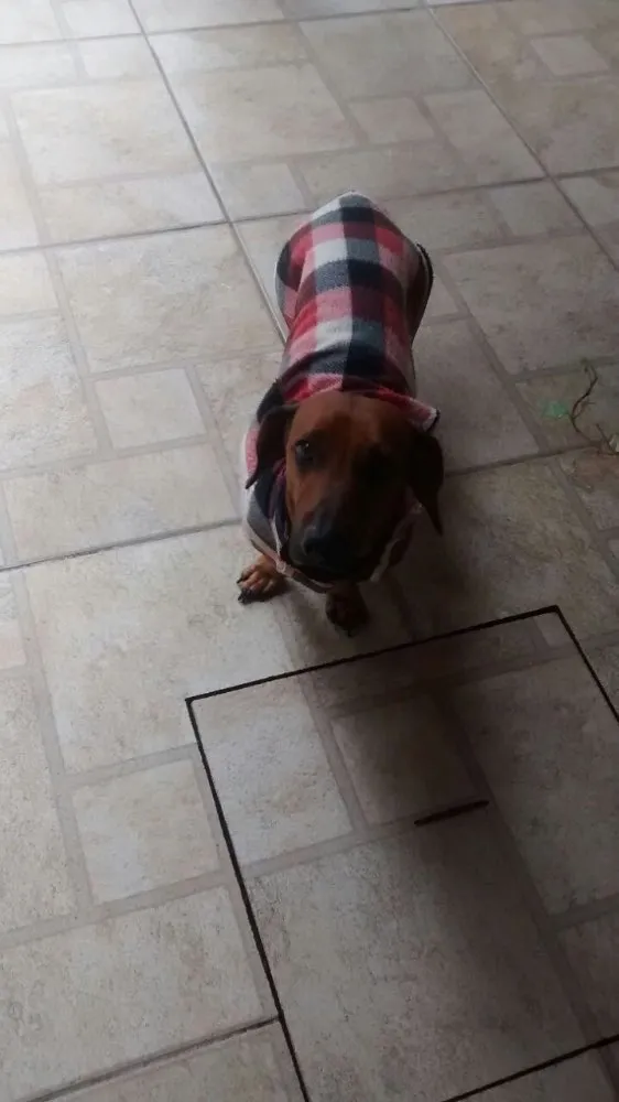 Cachorro ra a Dachshund idade 6 ou mais anos nome Peter e Luke