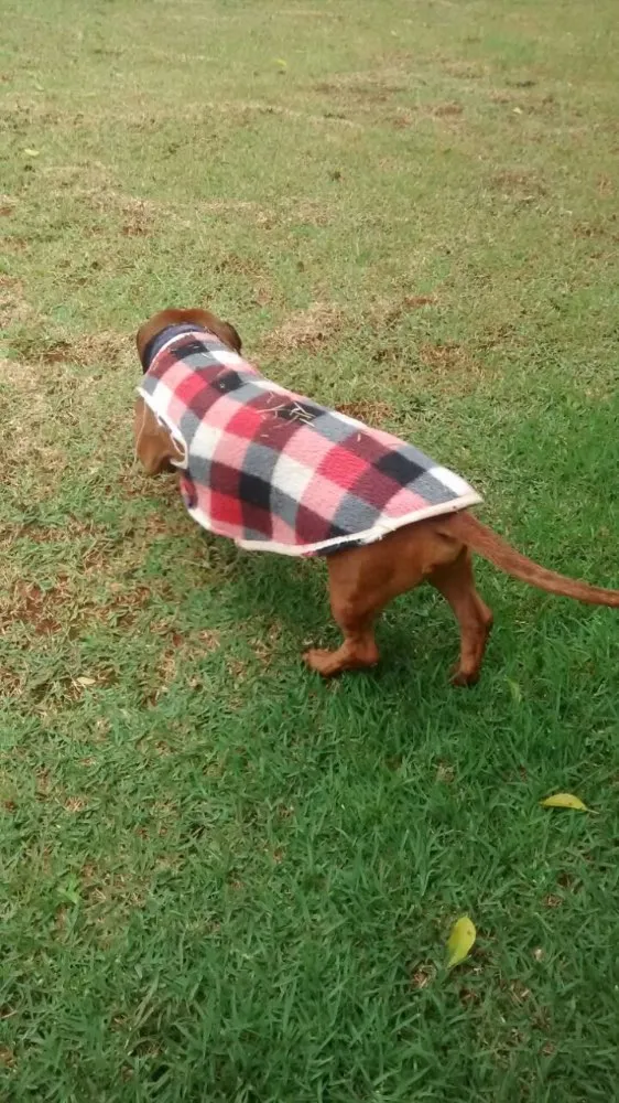 Cachorro ra a Dachshund idade 6 ou mais anos nome Peter e Luke