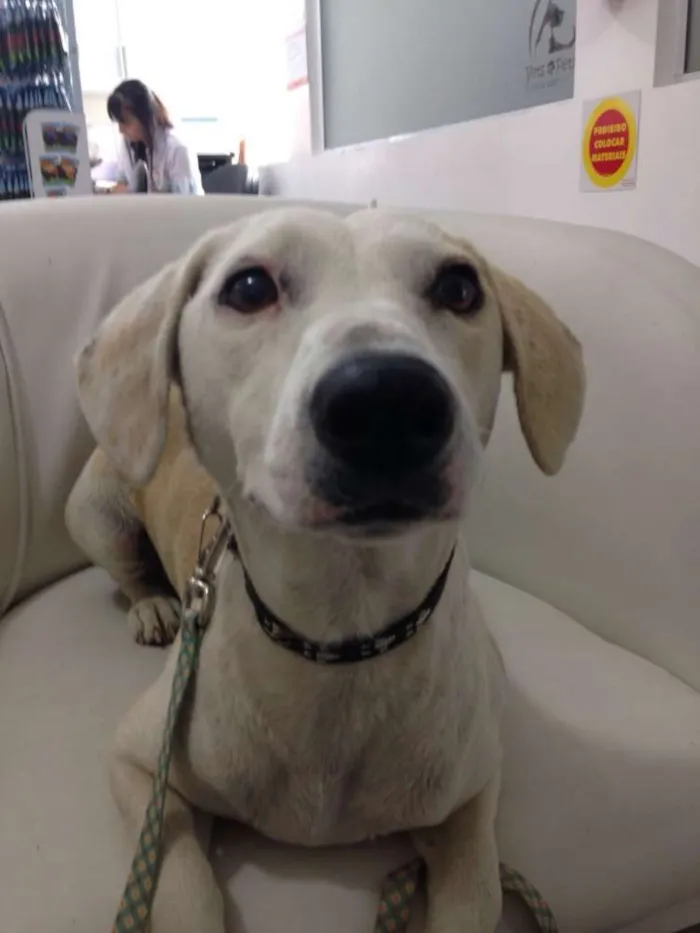 Cachorro ra a SEM RAÇA idade 2 anos nome PRINCESA