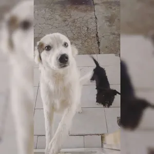 Cachorro raça SRD idade 7 a 11 meses nome Snoop e Pretinha