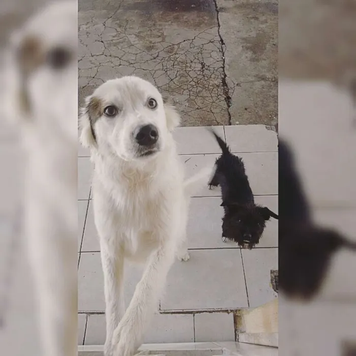 Cachorro raça SRD idade 7 a 11 meses nome Snoop e Pretinha