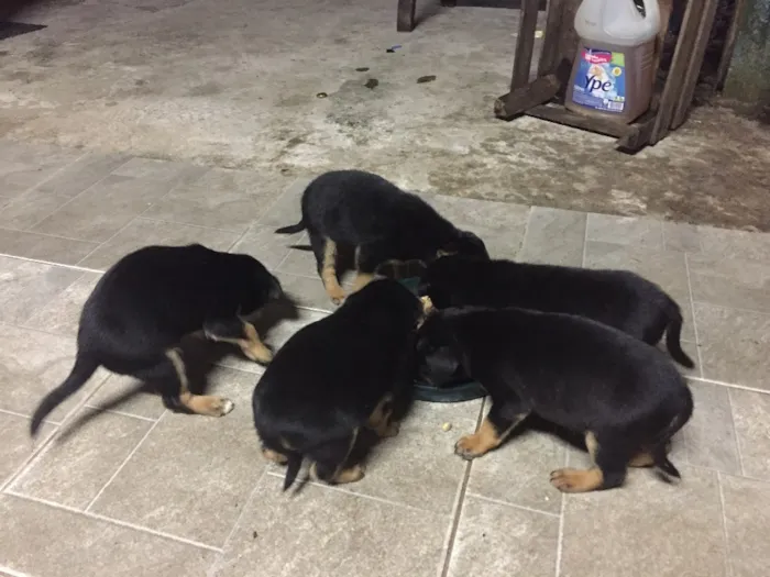 Cachorro ra a Sem raça definida  idade Abaixo de 2 meses nome Não tem