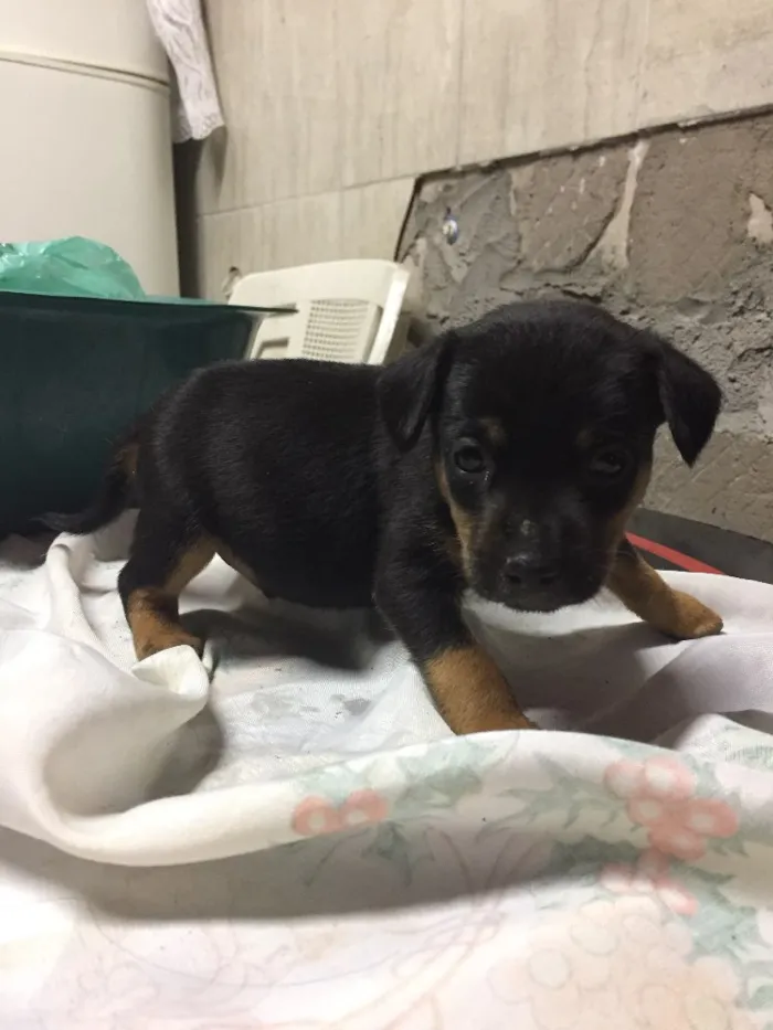 Cachorro ra a Sem raça definida  idade Abaixo de 2 meses nome Não tem