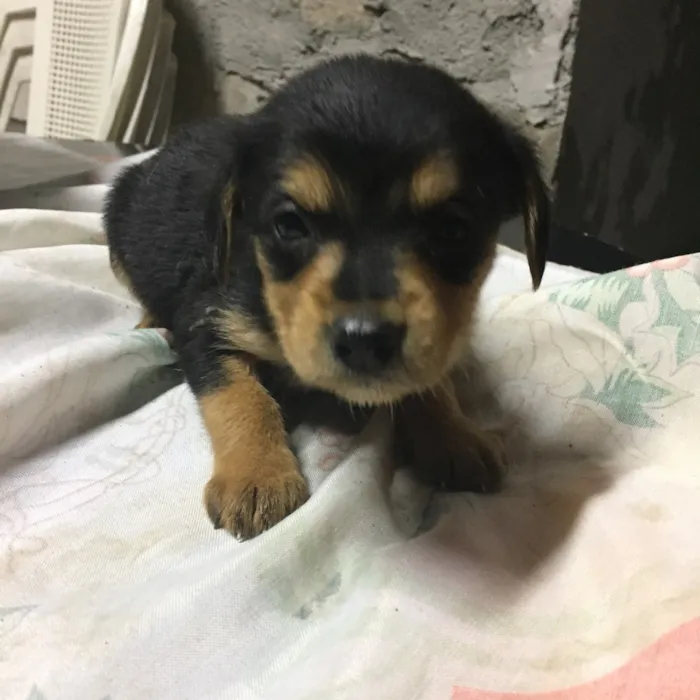Cachorro ra a Sem raça definida  idade Abaixo de 2 meses nome Não tem