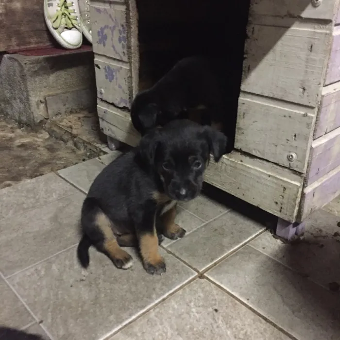 Cachorro ra a Sem raça definida  idade Abaixo de 2 meses nome Não tem