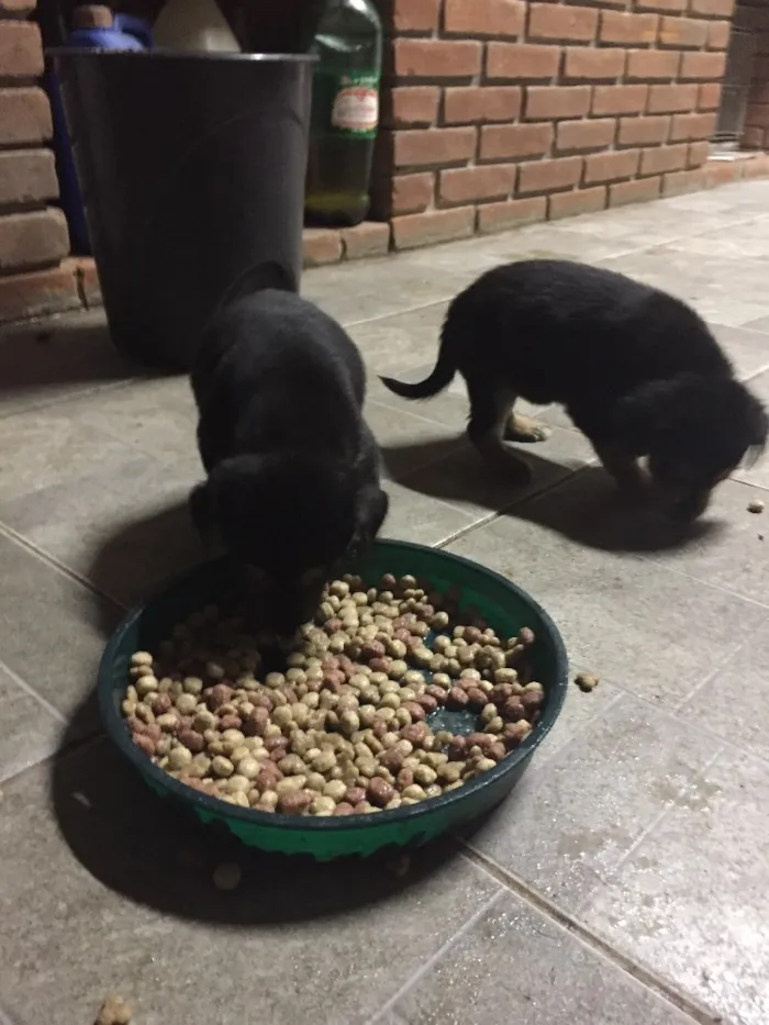Cachorro ra a Sem raça definida  idade Abaixo de 2 meses nome Não tem