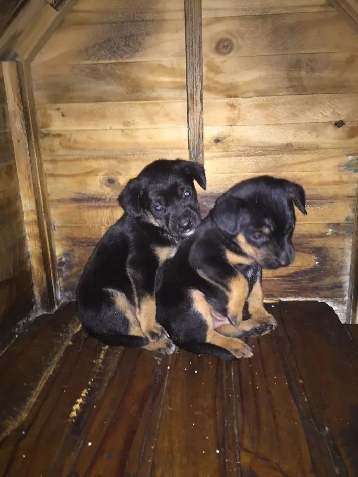 Cachorro ra a Sem raça definida  idade Abaixo de 2 meses nome Não tem