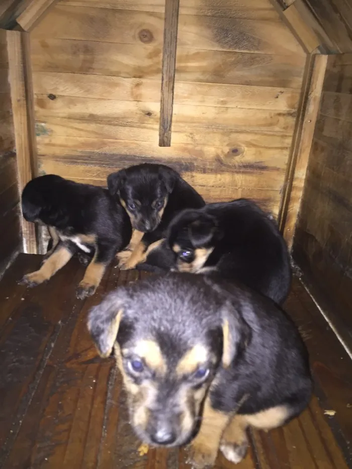 Cachorro ra a Sem raça definida  idade Abaixo de 2 meses nome Não tem