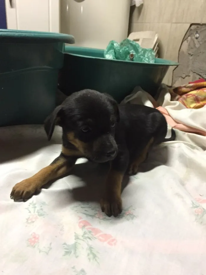 Cachorro ra a Sem raça definida  idade Abaixo de 2 meses nome Não tem