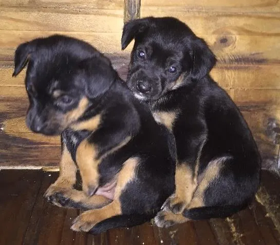 Cachorro ra a Sem raça definida  idade Abaixo de 2 meses nome Não tem