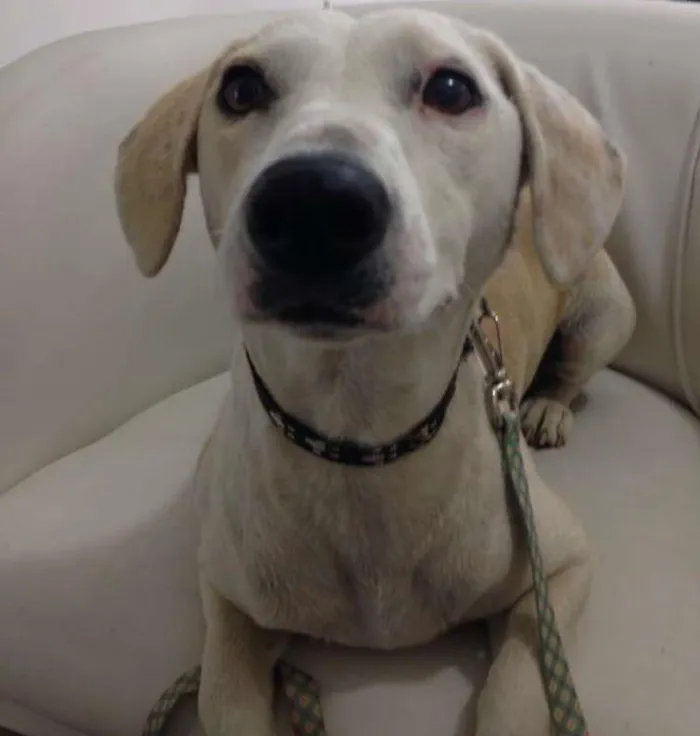 Cachorro ra a SEM RAÇA idade 2 anos nome PRINCESA