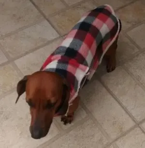 Cachorro raça Dachshund idade 6 ou mais anos nome Peter e Luke