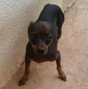 Cachorro raça Pinscher idade 1 ano nome Belinha