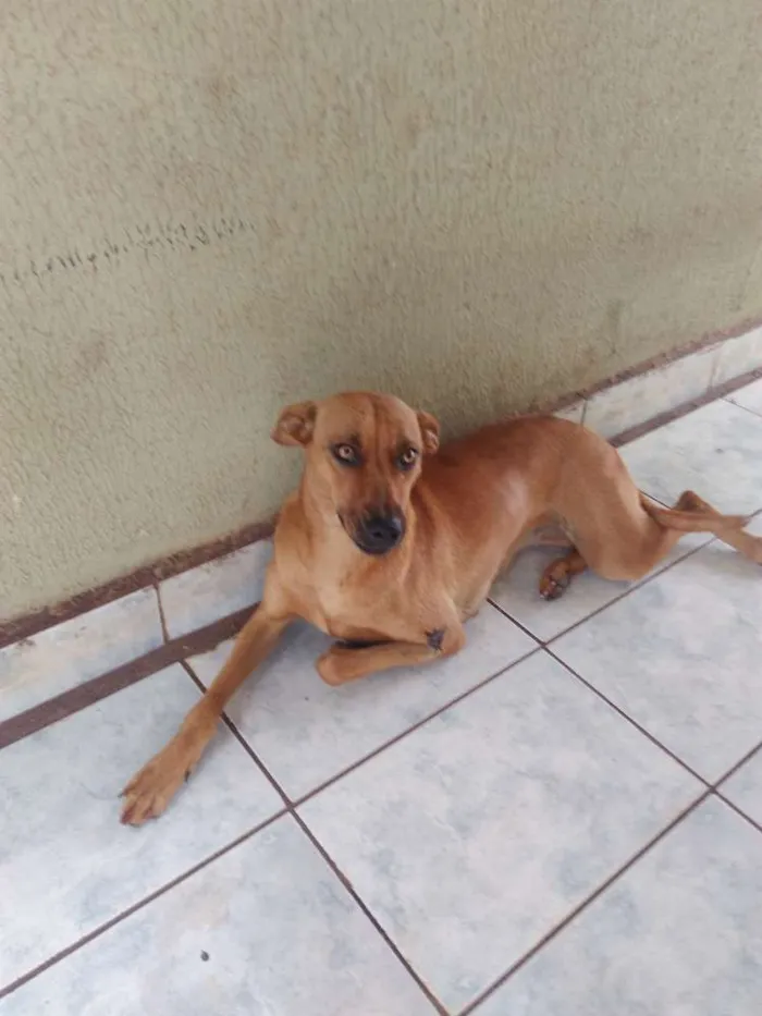 Cachorro ra a Não sei idade 1 ano nome Sem nome