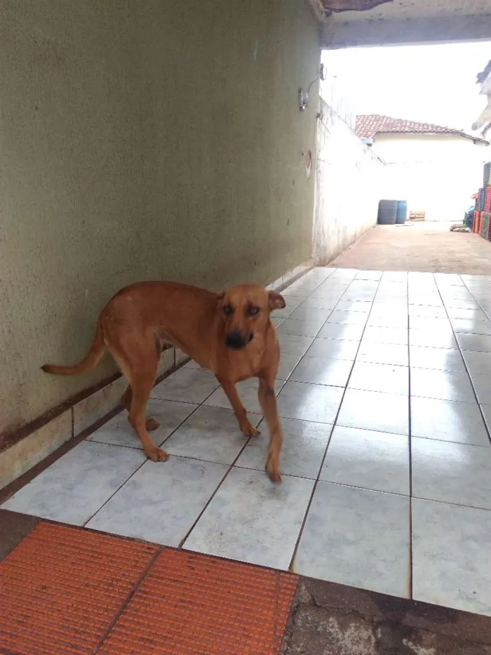 Cachorro ra a Não sei idade 1 ano nome Sem nome