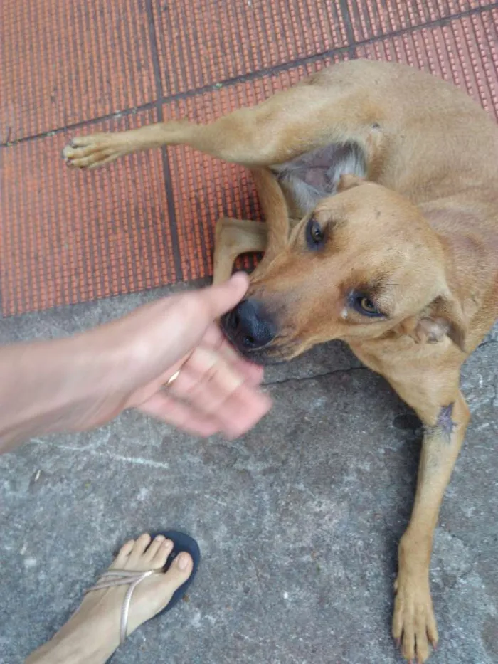 Cachorro ra a Não sei idade 1 ano nome Sem nome