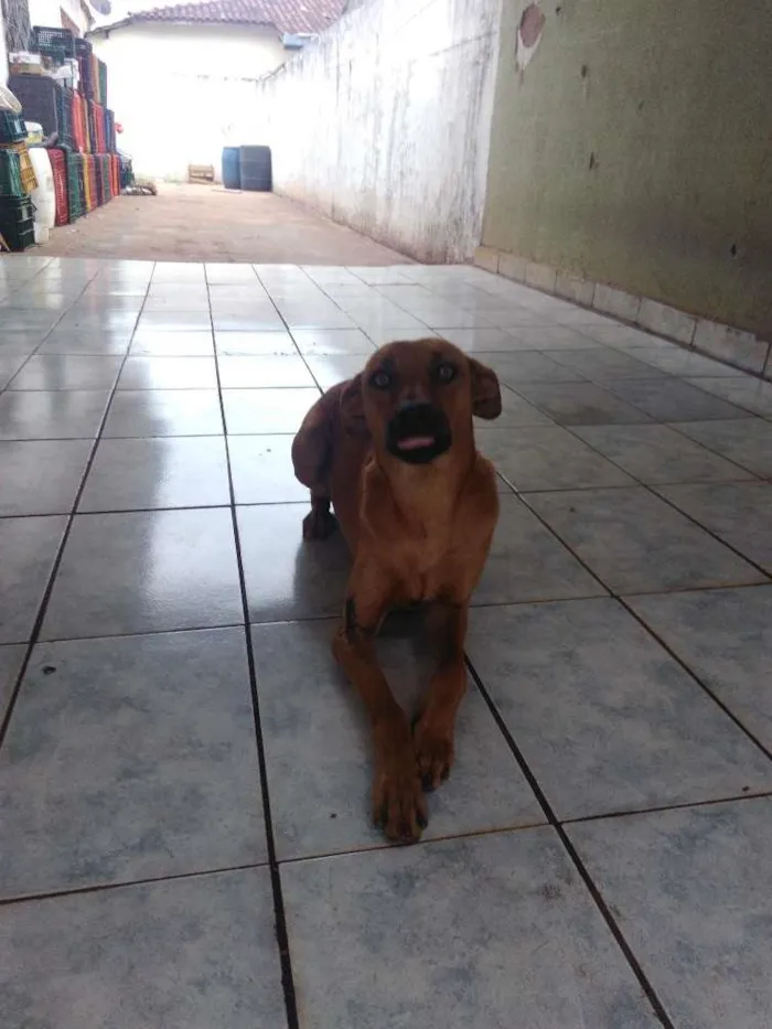 Cachorro ra a Não sei idade 1 ano nome Sem nome