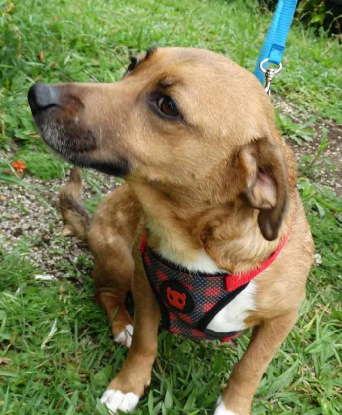 Cachorro ra a srd idade 4 anos nome Billy