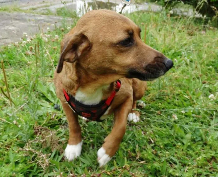 Cachorro ra a srd idade 4 anos nome Billy