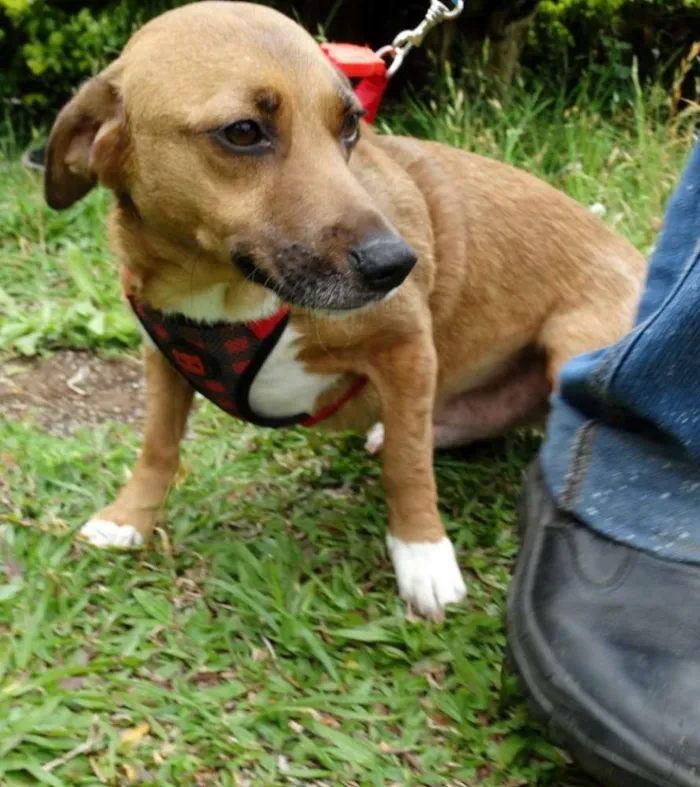 Cachorro ra a srd idade 4 anos nome Billy