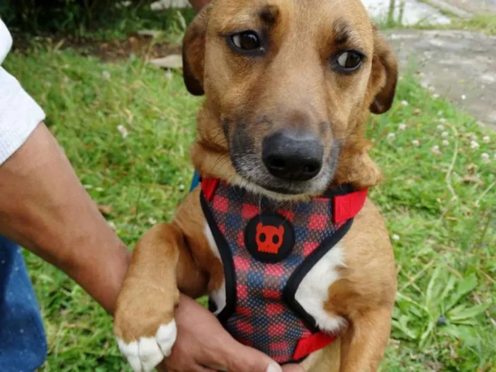 Cachorro ra a srd idade 4 anos nome Billy