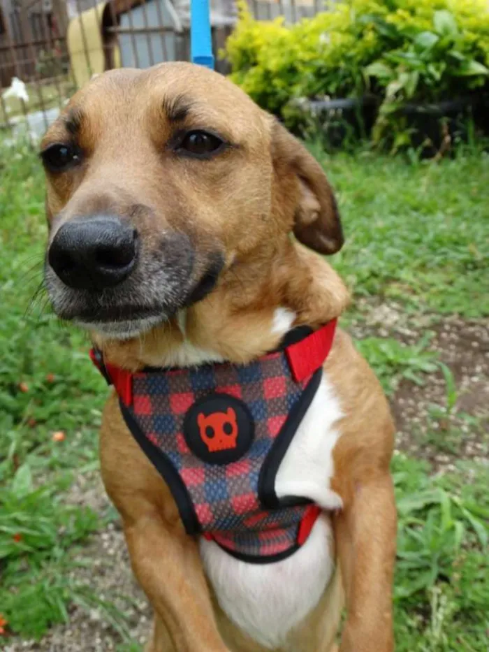 Cachorro ra a srd idade 4 anos nome Billy