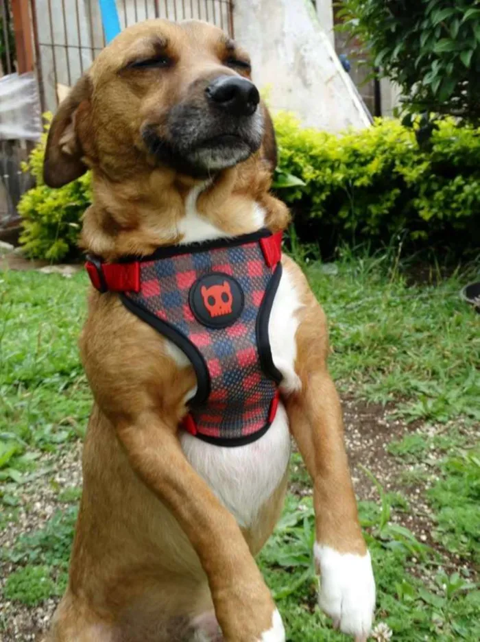 Cachorro ra a srd idade 4 anos nome Billy