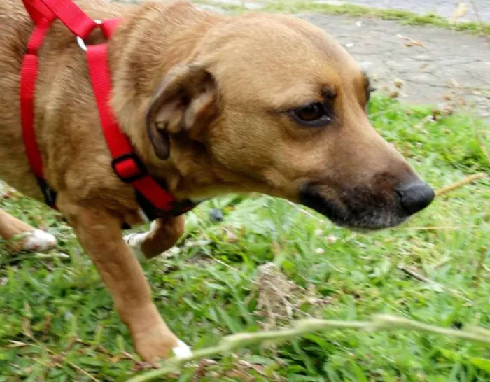 Cachorro ra a srd idade 4 anos nome Billy