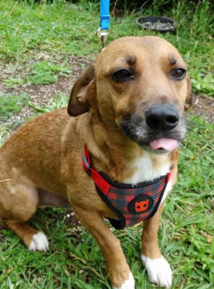 Cachorro ra a srd idade 4 anos nome Billy