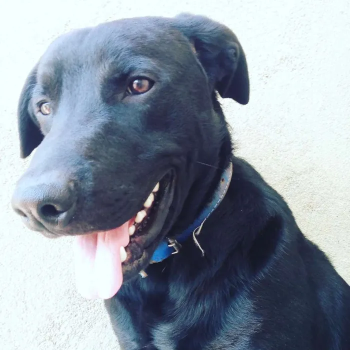 Cachorro ra a Labrador  idade 1 ano nome Thor