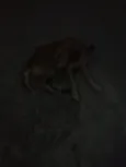 nao tem
