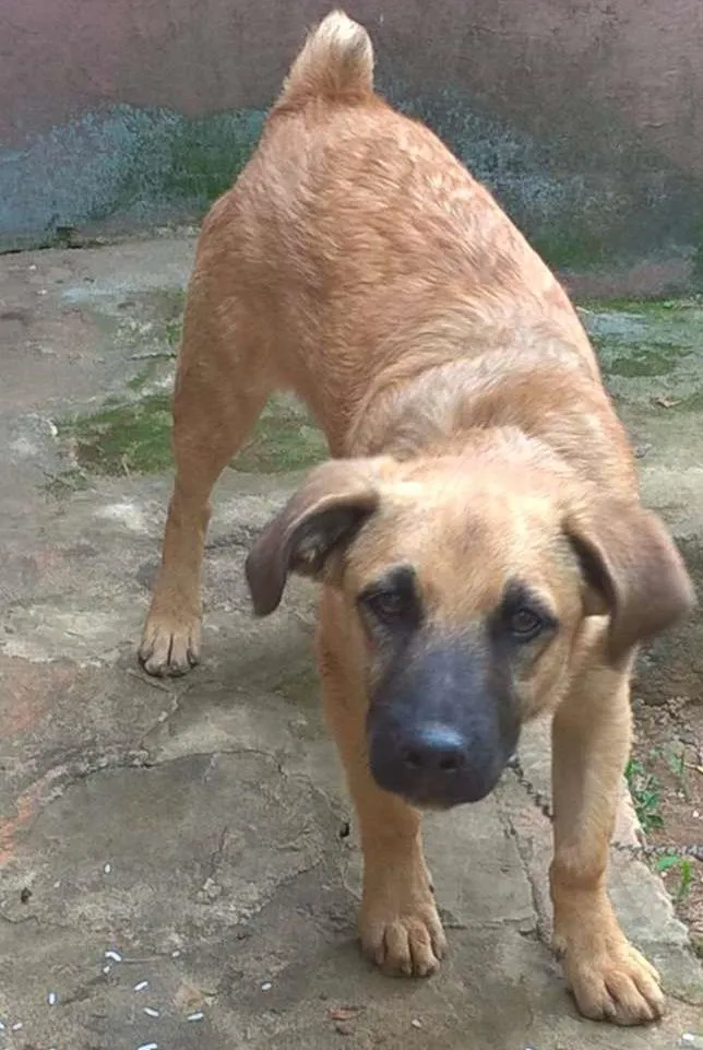 Cachorro ra a Vira-lata idade 7 a 11 meses nome Marvin