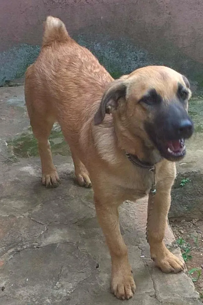 Cachorro ra a Vira-lata idade 7 a 11 meses nome Marvin