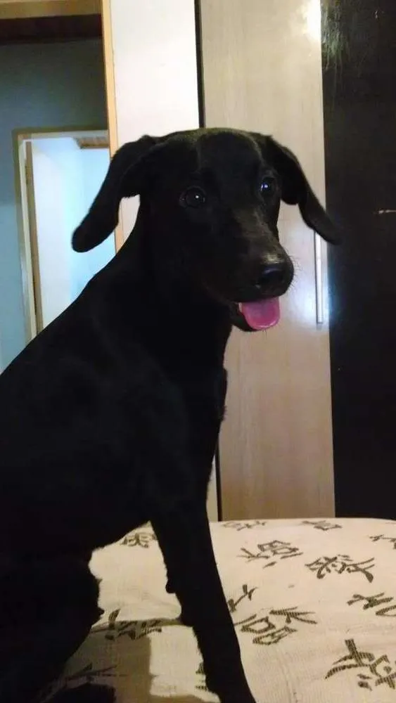 Cachorro ra a Labrador idade 7 a 11 meses nome Lord