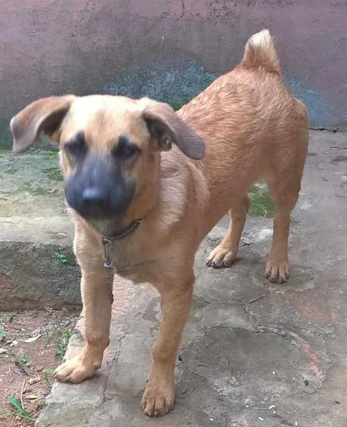 Cachorro ra a Vira-lata idade 7 a 11 meses nome Marvin