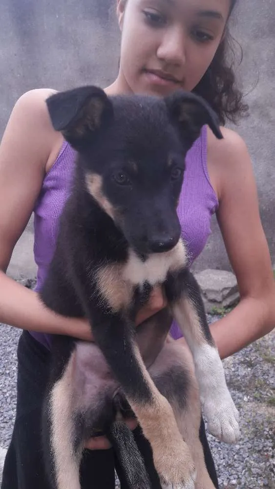Cachorro ra a Sem raça distinta idade 2 a 6 meses nome Jade