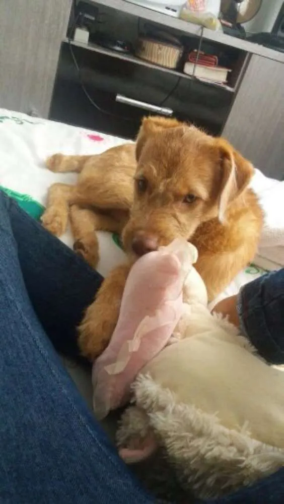 Cachorro ra a Cocker idade 2 a 6 meses nome malu