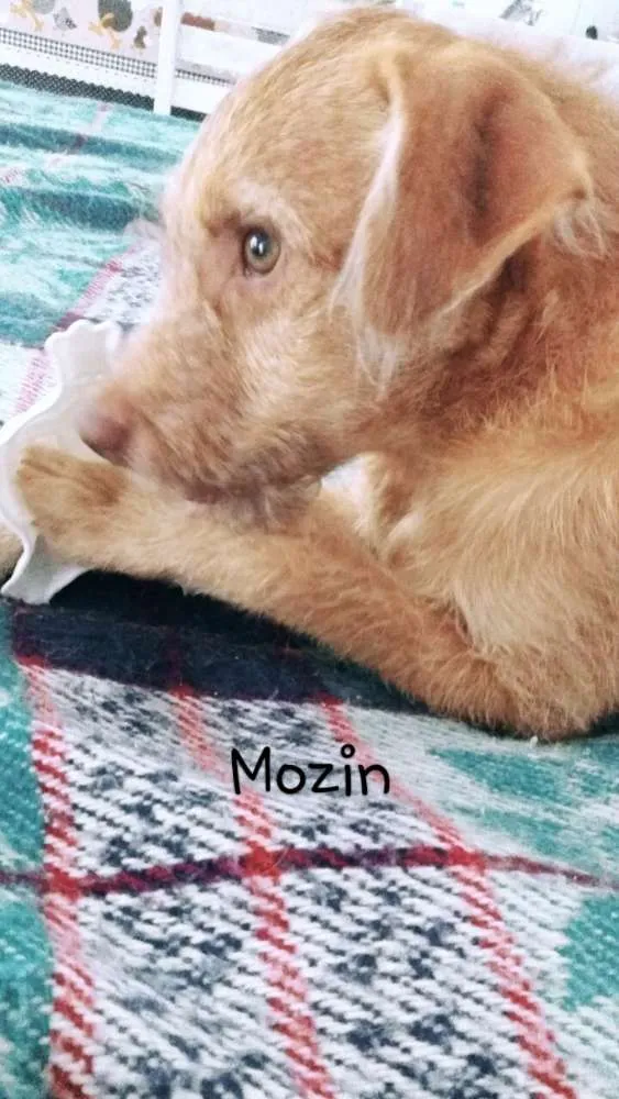 Cachorro ra a Cocker idade 2 a 6 meses nome malu