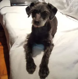 Cachorro raça Vira-lata idade 3 anos nome Miucha GRATIFICA