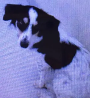 Cachorro raça SRD idade 6 ou mais anos nome Manu